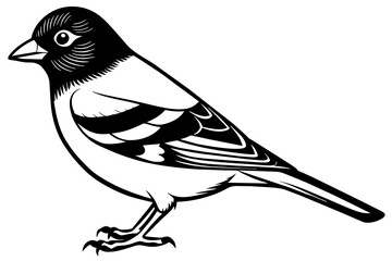 chaffinch silhouette vector illustration