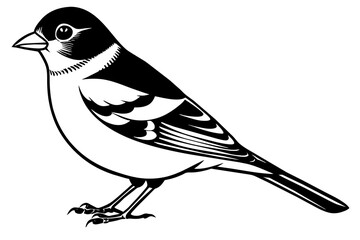 chaffinch silhouette vector illustration
