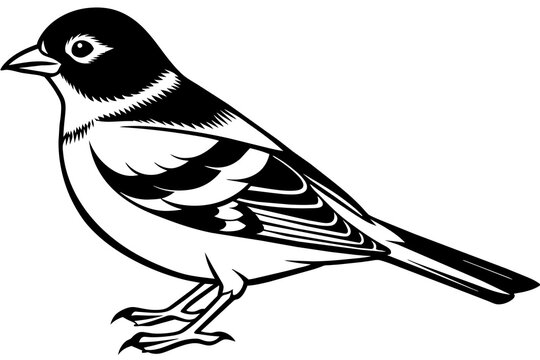 recommend clip art: chaffinch silhouette vector illustration