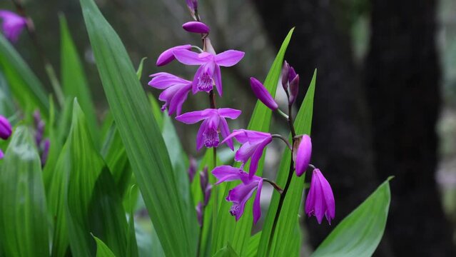 Bletilla striata,also  known as hyacinth orchid or Chinese ground orchid