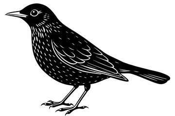 Naklejka premium blackbird silhouette vector illustration