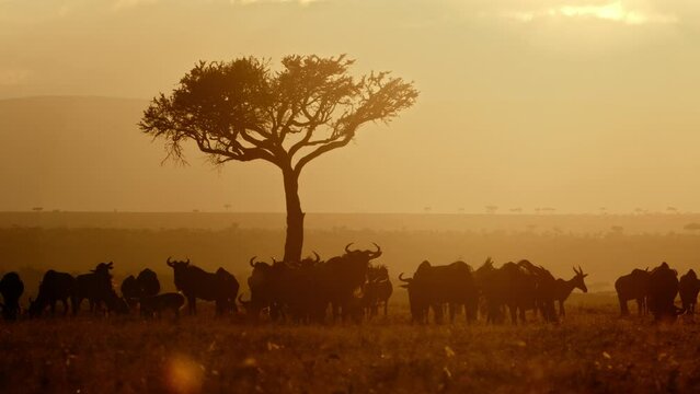 Kenya Golden Hour and its Wildlife