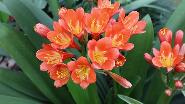 Clivia miniata, the Natal lily or bush lily, is a species of flowering plant in the family Amaryllidaceae 