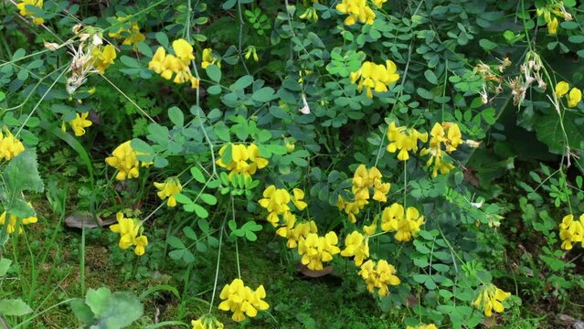 Hippocrepis (Coronilla) emerus, the scorpion senna,is a species of flowering shrub belonging to the  family of Fabaceae