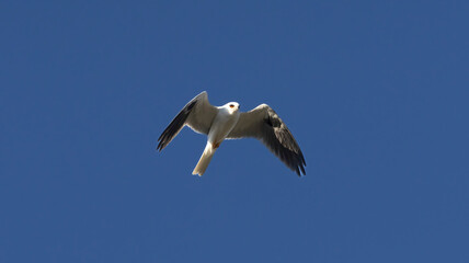 Fototapeta premium A White Tailed Kite in flight
