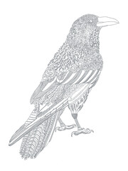 까마귀 일러스트