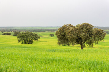 Agricultural or Livestock Landscape: Hill Covered in Grass and Oaks on a Cloudy Day.