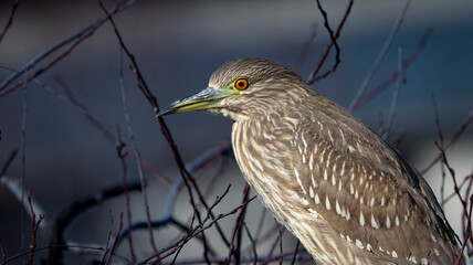 A Juvenile Night Heron in tree at a park