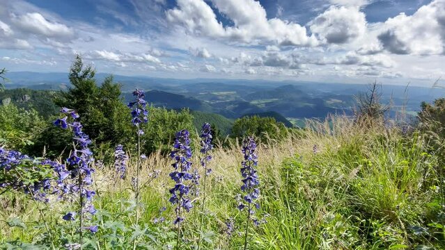 4K shot of summer flowers blossom with a picturesque Mala Fatra mountain range in Western Carpathians valley on background. Beauty in Nature and traveling concept video.