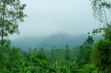 Obraz na płótnie Canvas Highland Forest in Coban Talun, Malang, Indonesia