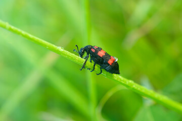 Red Bug or Trichodes apiarius