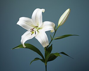 A white lily flower, in the style of white, commercial imagery, balanced composition, evray, innovative page design, digitally enhanced, photographic source