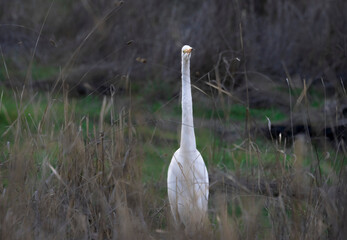 A Great Egret on the hunt in the bushes