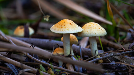Wild Mushrooms growing on the forest floor
