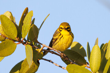 A prairie warbler (Setophaga discolor) on a mangrove tree in the evening sun at Robinson Preserve, Manatee County, Florida - obrazy, fototapety, plakaty