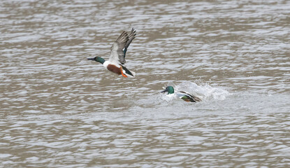 A Shoveler Duck creating problems for a rival