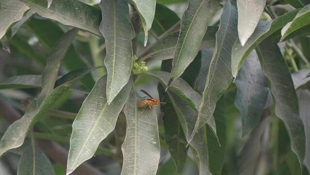 papper wasp on a leaf slow motion 