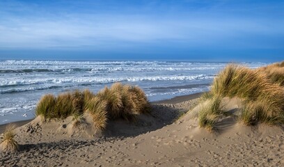 Coastal sand dunes with grass on a blue day. Oregon dunes. USA