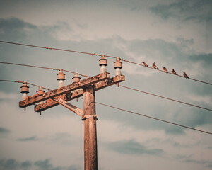Passaros © Thiago