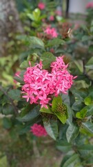 pink flowers