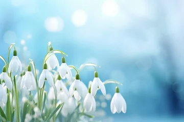 Fototapeten Beautiful white snowdrop flowers on a blue background. A spring landscape with blooming primroses. Close-up. Copy space © Alexandr