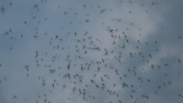 Swarm of Mosquitos Flying In Super Slow Motion 240fps 