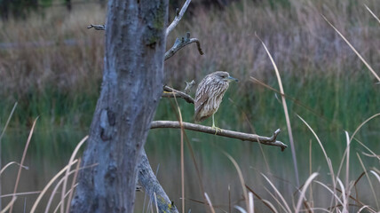 A Juvenile Night Heron in tree at a park