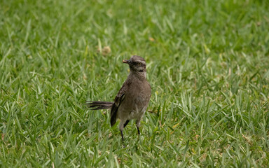 Cute Long-tailed Mockingbird eating