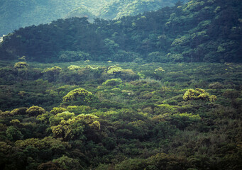奄美の自然、水の島奄美