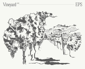 Vineyard Landscape. Vintage wine Label Background. Hand drawn vector illustration, sketch. - 766057007
