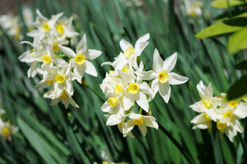 開花したスイセン