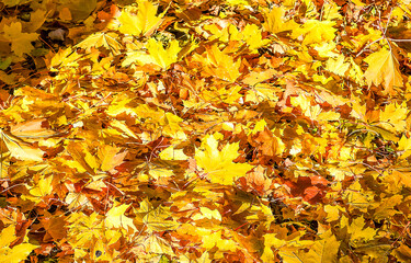 autumn leaves on the ground
