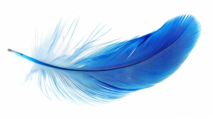 blue feather on a white background. isolated