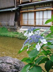 祇園白川に咲いていた紫陽花
