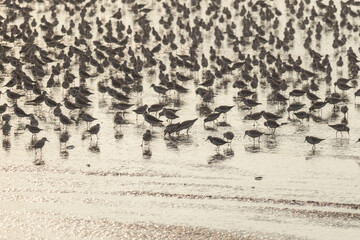 Fototapeta premium Full frame image of many different species of sea birds on a beach