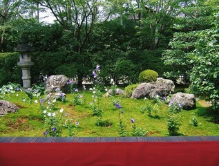 桔梗が咲いている東福寺天得院庭園