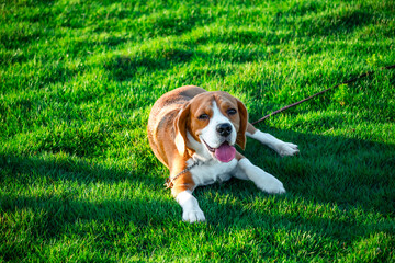An adorable beagle dog at the park sitting on the grass field at sunset. Playful puppy laying on...