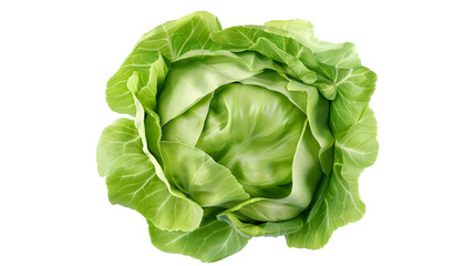 Green cabbage collection isolated on a white background, vegetable bundle