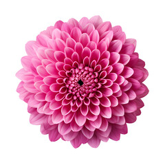 flower pink chrysanthemum . Flower isolated on white and transparent background. No shadows with clipping path. Close-up. Nature.