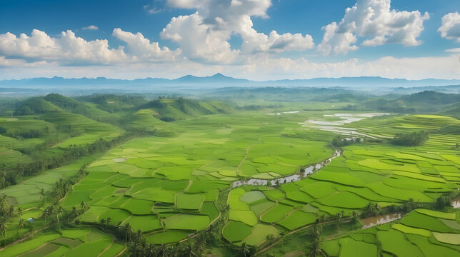 aerial view of green rice fields with clean sky and rural vibes