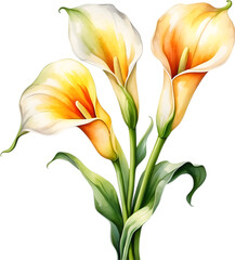Watercolor painting of a Calla Lily flower.