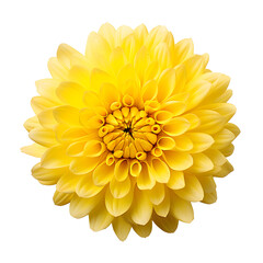 Yellow Chrysanthemum flower, Large Chrysanthemum flower isolated on white and transparent background, with clipping path