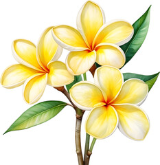 Fototapeta na wymiar Watercolor painting of a Frangipani flower.