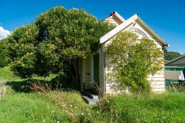 Abandoned church and trees growing from it.  Bay of Plenty, New Zealand. - obrazy, fototapety, plakaty