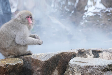 Jigokudani Monkey Park, Japan Snow Monkeys In Nagano, with the steamy foggy scene, Japan