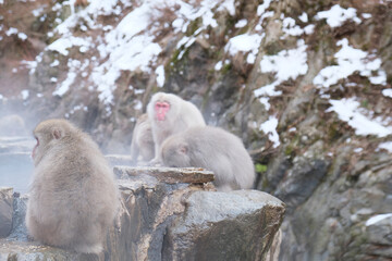 Jigokudani Monkey Park, Japan Snow Monkeys In Nagano, Japan. Monkey family playing around the hot spring, with steamy foggy day.
