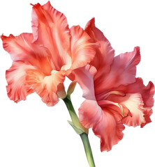 Watercolor painting of a Gladiolus flower.