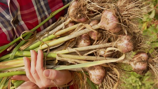 Armful of garlic harvest in hands of farmer close-up.