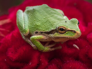 Green Pacific Tree Frog, Pseudacris regilla, on Red Celosia Flower 