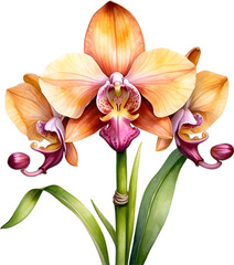Watercolor painting of a Monkey Face Orchid flower.